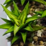 Haworthia Glabrata White Variegated - 4