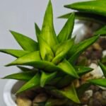 Haworthia Glabrata White Variegated - 5