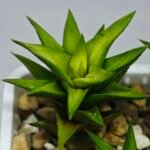 Haworthia Glabrata White Variegated - 6