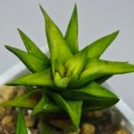 Haworthia Glabrata White Variegated - 7
