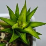 Haworthia Glabrata White Variegated - 8