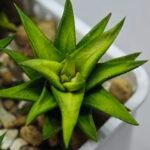 Haworthia Glabrata White Variegated - 9