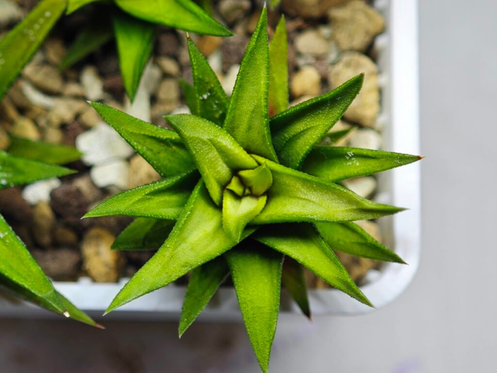 Haworthia Glabrata White Variegated - 10