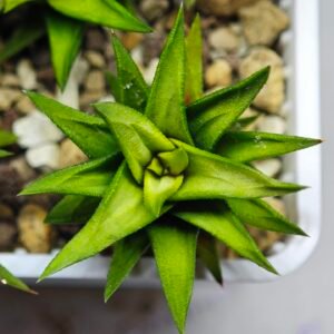 Haworthia Glabrata White Variegated - 10