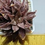 Haworthia Okubo HyōRyō [氷凌] - 1