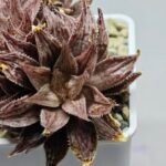 Haworthia Okubo HyōRyō [氷凌] - 2