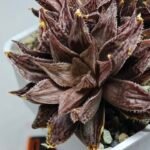 Haworthia Okubo HyōRyō [氷凌] - 3