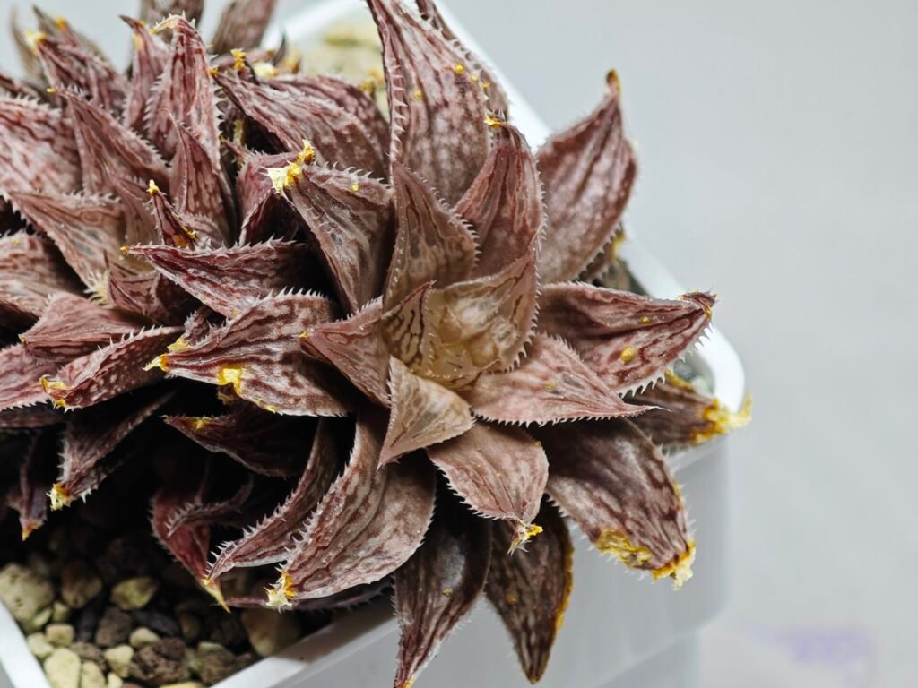 Haworthia Okubo HyōRyō [氷凌] - 4