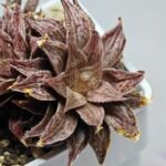 Haworthia Okubo HyōRyō [氷凌] - 4