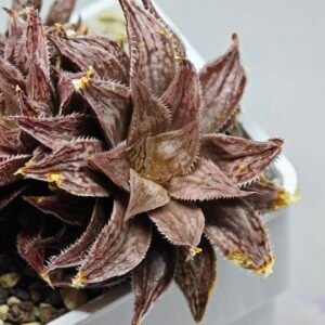 Haworthia Okubo HyōRyō [氷凌] - 4