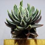 Haworthia Pumila cv. Emperor (皇帝) 1 - 1