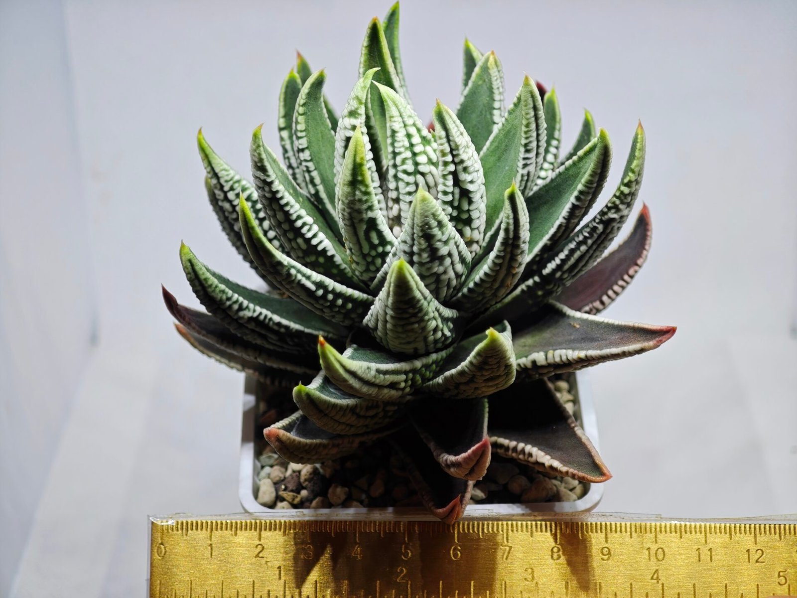 Haworthia Pumila cv. Emperor (皇帝) 1 - 1