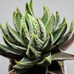 Haworthia Pumila cv. Emperor (皇帝) 1 - 2