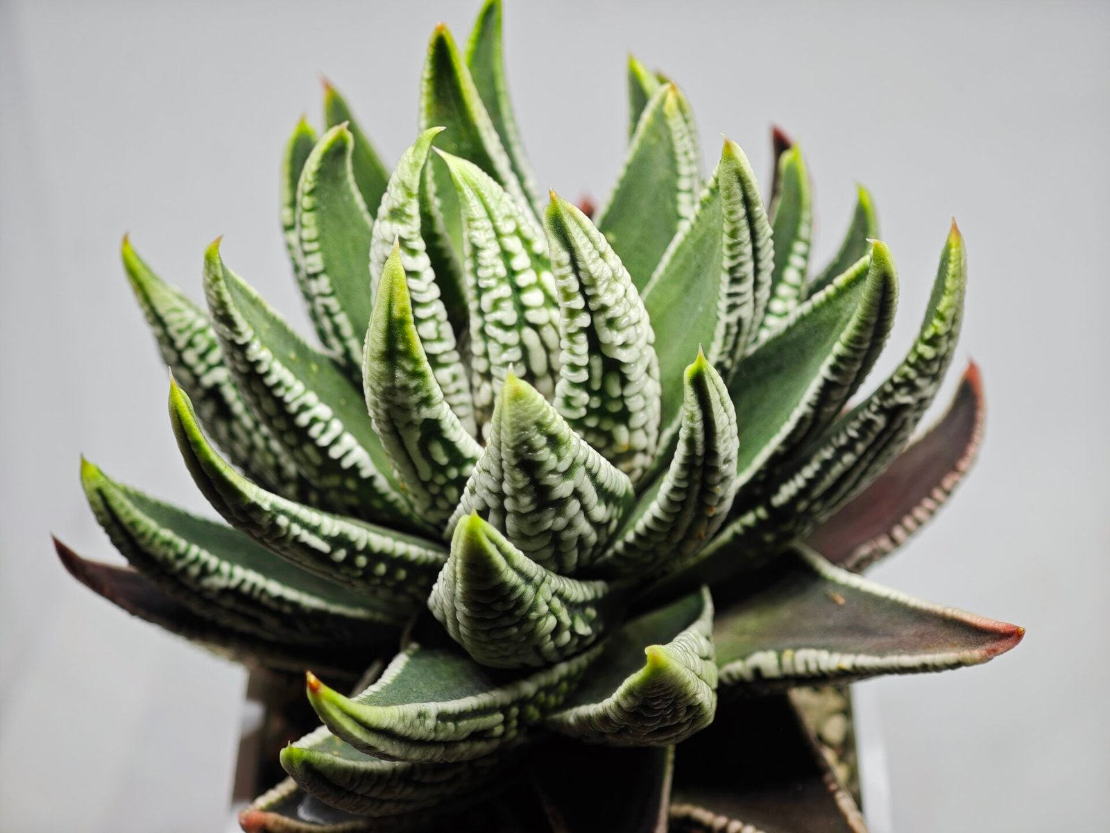 Haworthia Pumila cv. Emperor (皇帝) 1 - 2