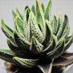 Haworthia Pumila cv. Emperor (皇帝) 1 - 3