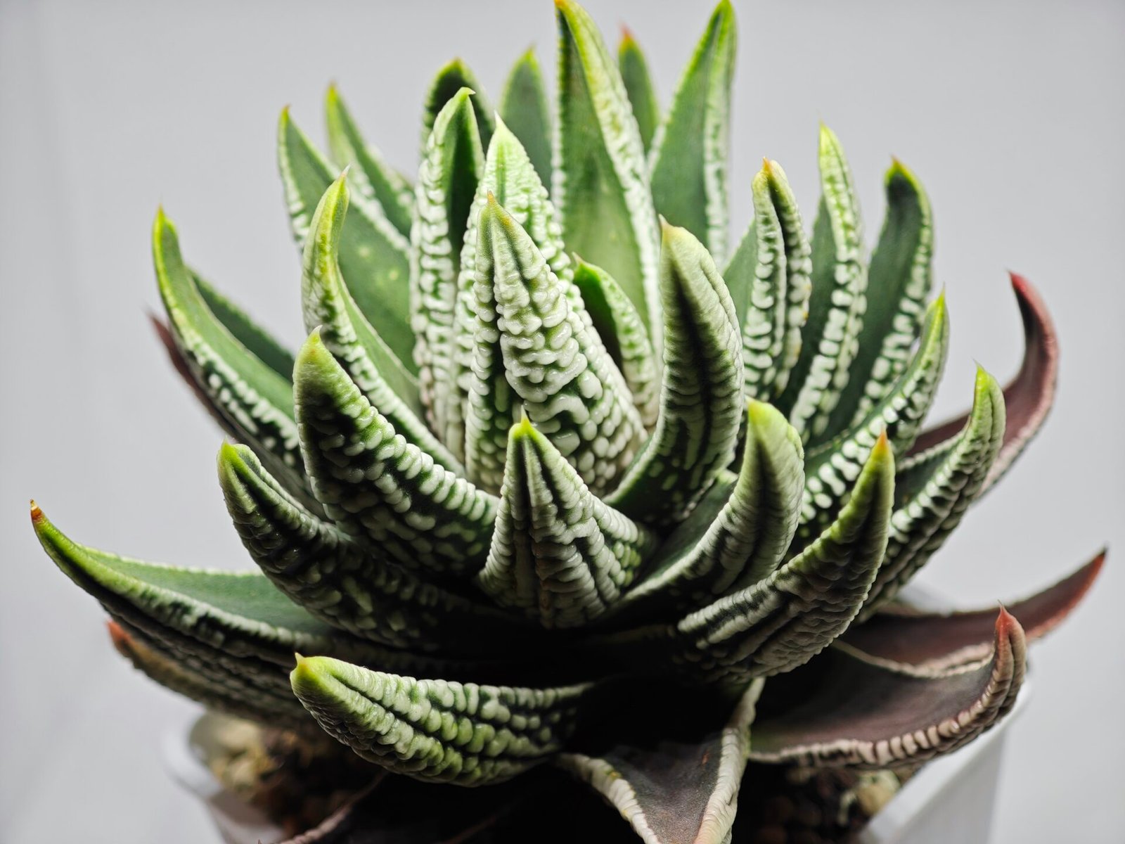 Haworthia Pumila cv. Emperor (皇帝) 1 - 3