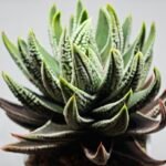 Haworthia Pumila cv. Emperor (皇帝) 1 - 4