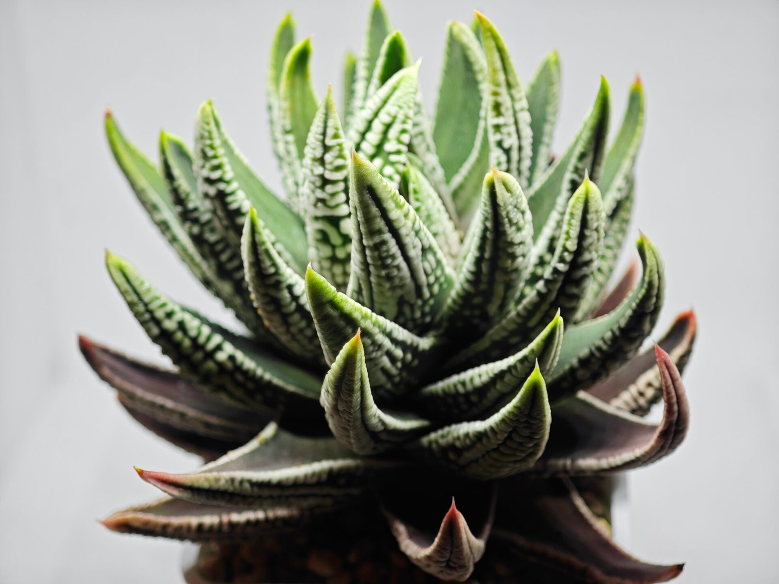 Haworthia Pumila cv. Emperor (皇帝) 1 - 4