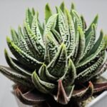 Haworthia Pumila cv. Emperor (皇帝) 1 - 5