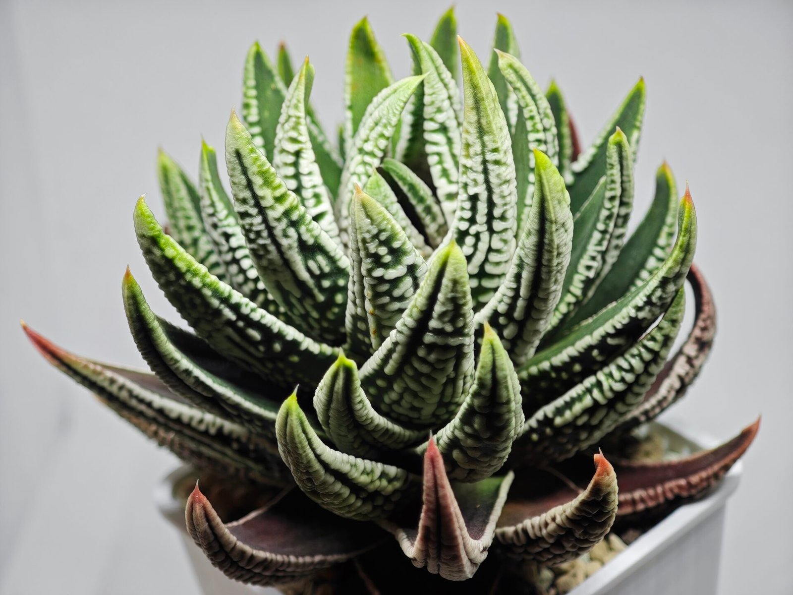 Haworthia Pumila cv. Emperor (皇帝) 1 - 5