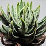 Haworthia Pumila cv. Emperor (皇帝) 1 - 6
