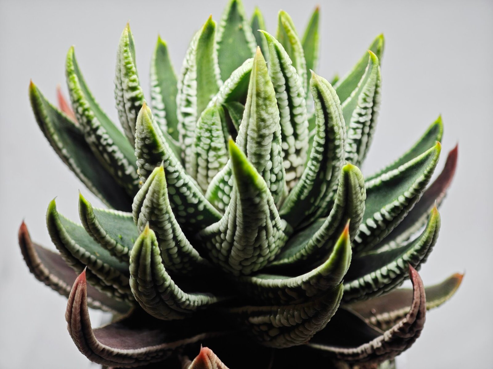 Haworthia Pumila cv. Emperor (皇帝) 1 - 6