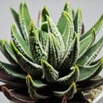 Haworthia Pumila cv. Emperor (皇帝) 1 - 7