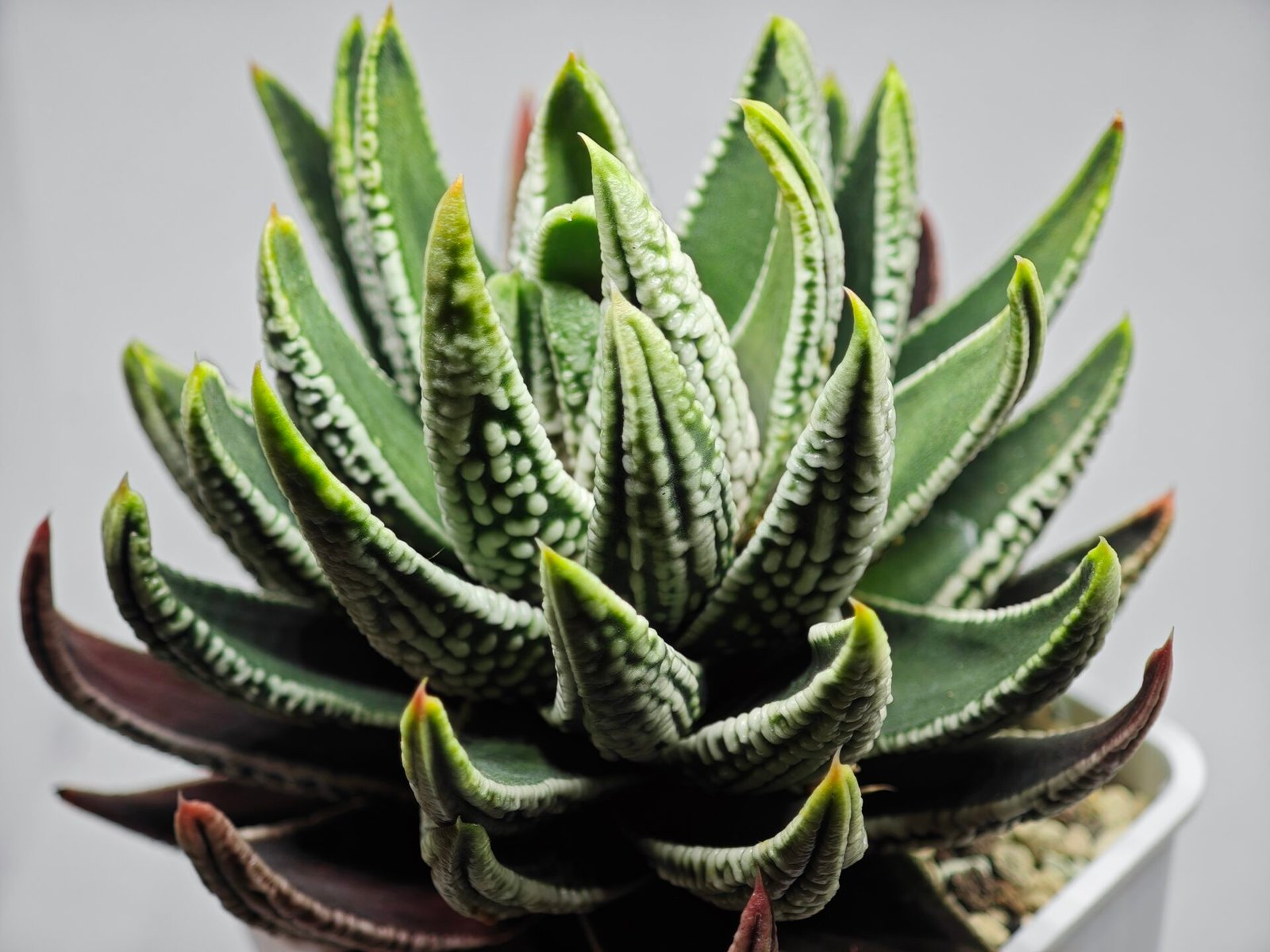 Haworthia Pumila cv. Emperor (皇帝) 1 - 7