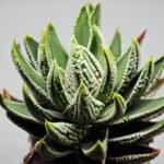 Haworthia Pumila cv. Emperor (皇帝) 1 - 8