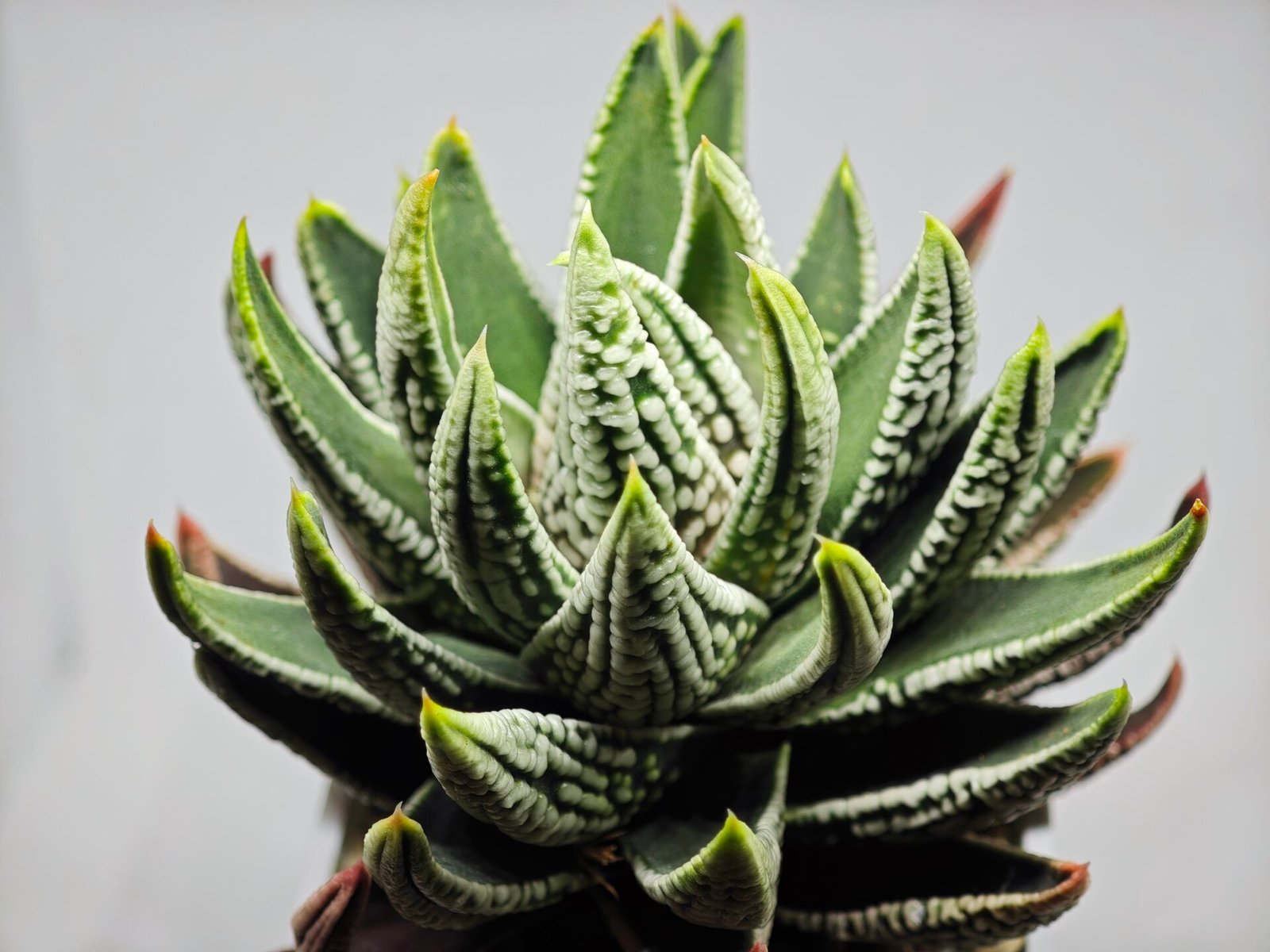 Haworthia Pumila cv. Emperor (皇帝) 1 - 8