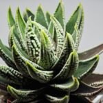 Haworthia Pumila cv. Emperor (皇帝) 1 - 9