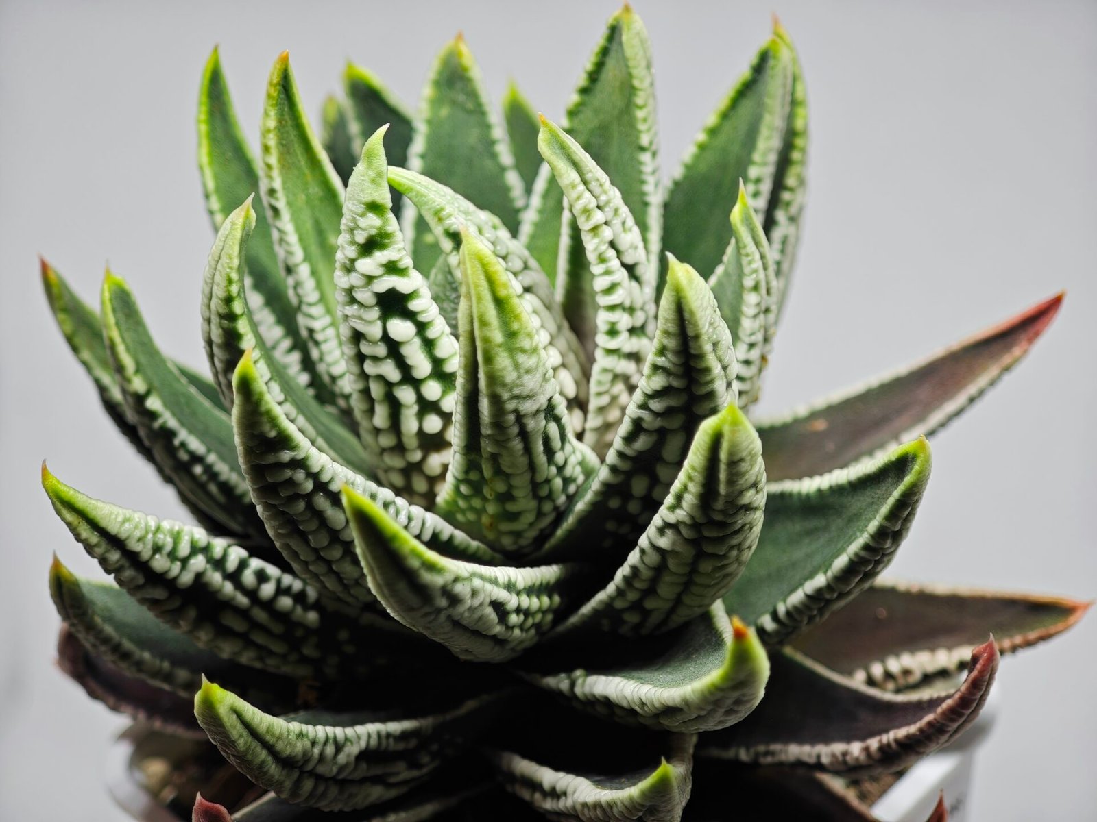 Haworthia Pumila cv. Emperor (皇帝) 1 - 9
