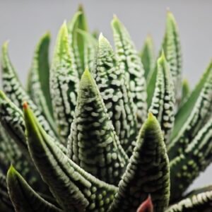 Haworthia Pumila cv. Emperor (皇帝) 1 - 10