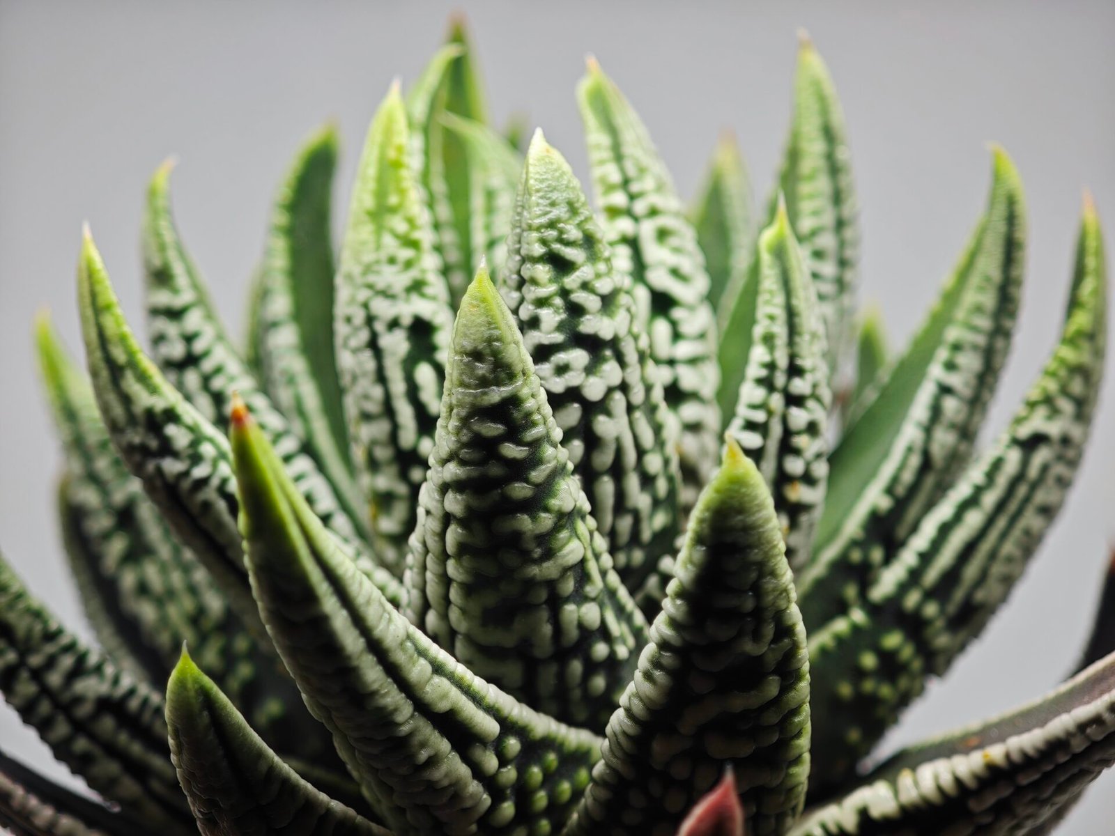 Haworthia Pumila cv. Emperor (皇帝) 1 - 10