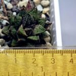 Haworthia cv. ‘Sango’ [珊 瑚] (Coral) - 6