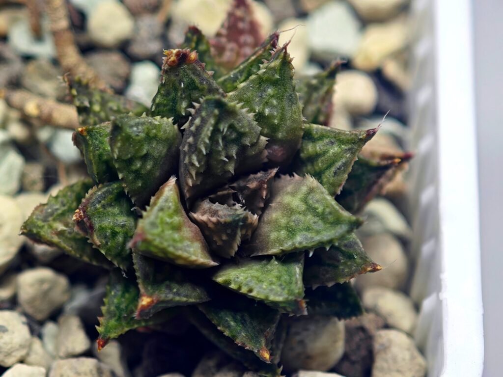 Haworthia cv. ‘Sango’ [珊 瑚] (Coral) - 7