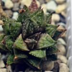 Haworthia cv. ‘Sango’ [珊 瑚] (Coral) - 7