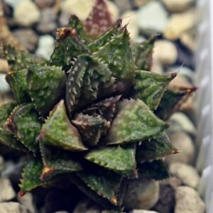 Haworthia cv. ‘Sango’ [珊 瑚] (Coral) - 7