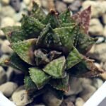 Haworthia cv. ‘Sango’ [珊 瑚] (Coral) - 8