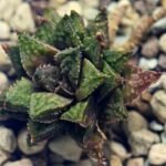 Haworthia cv. ‘Sango’ [珊 瑚] (Coral) - 9