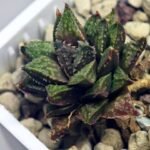 Haworthia cv. ‘Sango’ [珊 瑚] (Coral) - 10