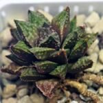 Haworthia cv. ‘Sango’ [珊 瑚] (Coral) - 11