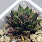 Haworthia cv. ‘Sango’ [珊 瑚] (Coral) - 12
