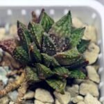 Haworthia cv. ‘Sango’ [珊 瑚] (Coral) - 13