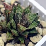 Haworthia cv. ‘Sango’ [珊 瑚] (Coral) - 14