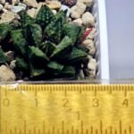 Haworthia cv. ‘Sango’ [珊 瑚] (Coral) - 6