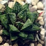 Haworthia cv. ‘Sango’ [珊 瑚] (Coral) - 7