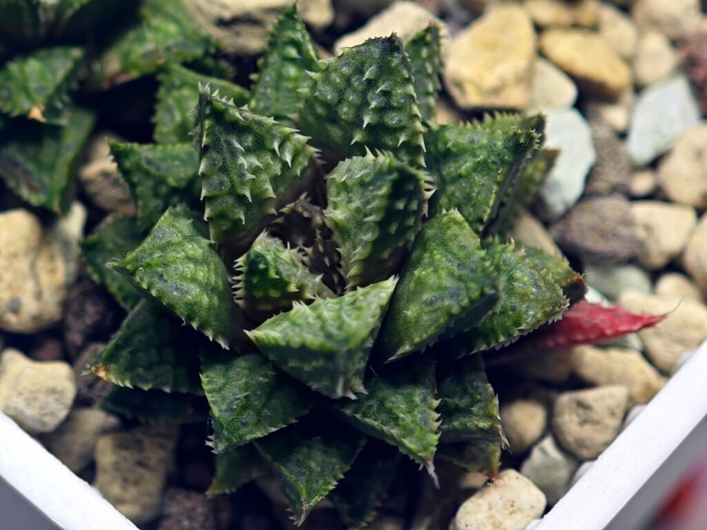 Haworthia cv. ‘Sango’ [珊 瑚] (Coral) - 8