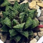 Haworthia cv. ‘Sango’ [珊 瑚] (Coral) - 8