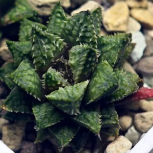 Haworthia cv. ‘Sango’ [珊 瑚] (Coral) - 8